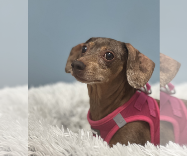 Medium Photo #4 Dachshund Puppy For Sale in Weston, FL, USA