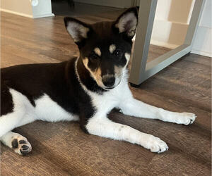 Shiba Inu Puppy for sale in BEAVERCREEK, OH, USA