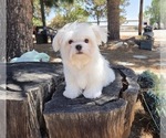 Small #1 Maltese