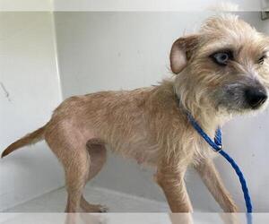 Border Terrier Dogs for adoption in Houston, TX, USA