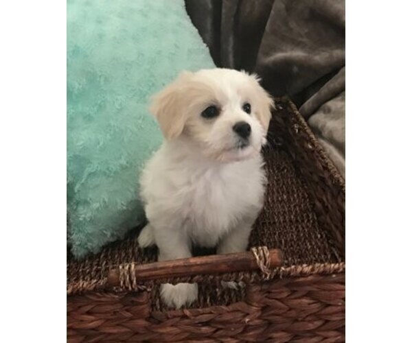 Medium Photo #5 Coton de Tulear Puppy For Sale in SALT LAKE CITY, UT, USA