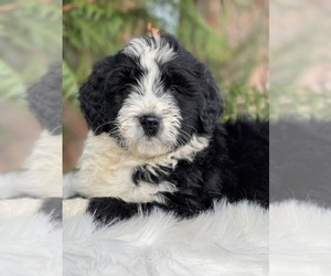 Aussiedoodle Puppy for sale in ELGIN, OR, USA