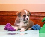 Puppy 3 Pembroke Welsh Corgi