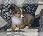 Puppy Sven Shetland Sheepdog
