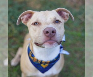 American Staffordshire Terrier-Unknown Mix Dogs for adoption in San Antonio, TX, USA