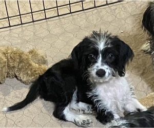 Poogle Puppy for sale in GLOUCESTER, VA, USA