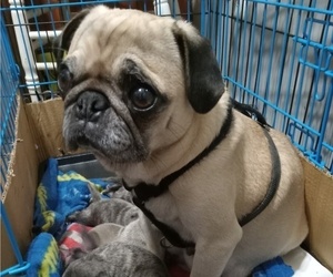 Mother of the Pug puppies born on 02/24/2023