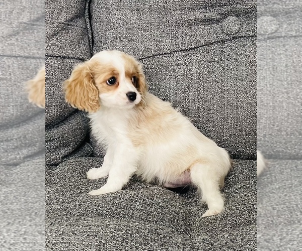 Medium Photo #7 Cavalier King Charles Spaniel-Poodle (Toy) Mix Puppy For Sale in CINCINNATI, OH, USA