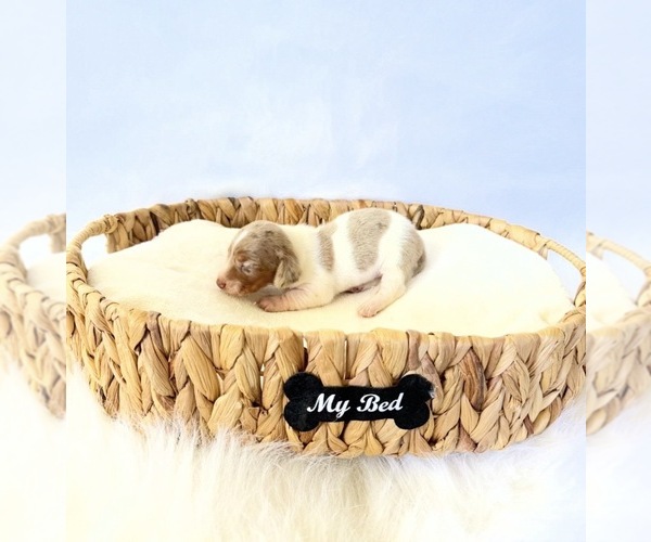Medium Photo #6 Dachshund Puppy For Sale in DAVIS, CA, USA