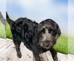 Labradoodle Puppy for sale in DUNDEE, OH, USA