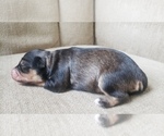 Small Photo #24 Schnauzer (Miniature) Puppy For Sale in LEESBURG, VA, USA