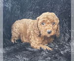 Image preview for Ad Listing. Nickname: cockapoo