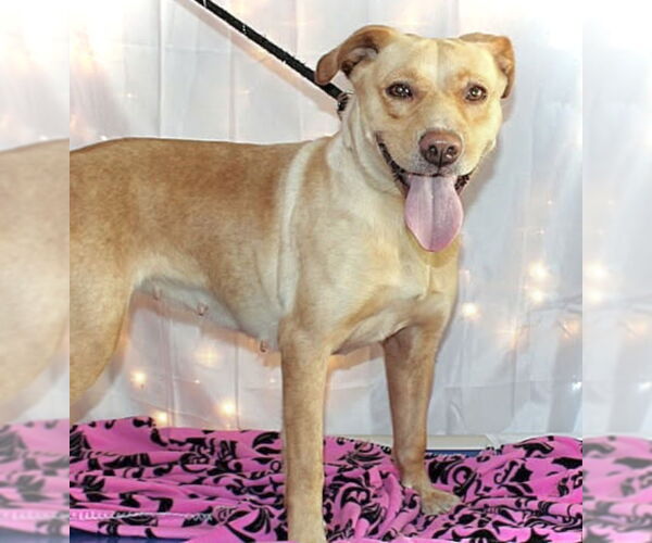 Medium Photo #4 Labrador Retriever-Unknown Mix Puppy For Sale in Crandall, GA, USA