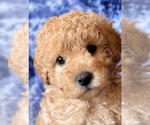 Puppy Puppy 5 Cavapoo (Miniature)