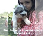 Small Photo #11 Great Pyrenees Puppy For Sale in HILLSVILLE, VA, USA