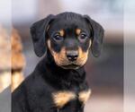 Small #1 Labrador Retriever Mix