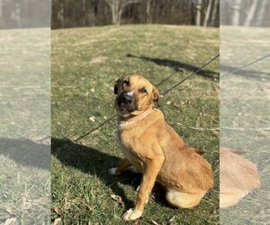 Black Mouth Cur Dogs for adoption in Columbus, IN, USA