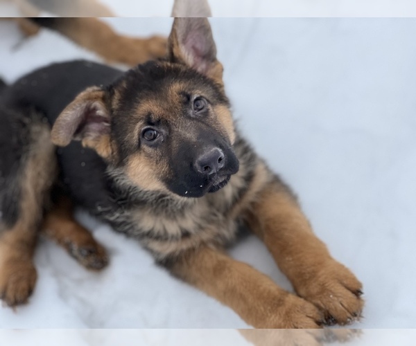 Medium Photo #3 German Shepherd Dog Puppy For Sale in PRITCHETT, CO, USA