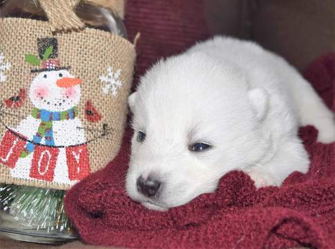Medium Photo #1 Maltese-Siberian Husky Mix Puppy For Sale in MANKATO, MN, USA