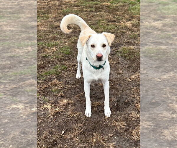 Medium Photo #1 Labsky Puppy For Sale in South Bend, IN, USA