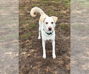 Labsky Dogs for adoption in South Bend, IN, USA