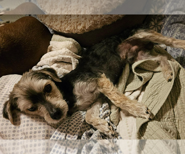 Medium Photo #2 Mutt Puppy For Sale in Cranston, RI, USA