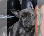 Small Photo #1 French Bulldog Puppy For Sale in MCKINNEY, TX, USA