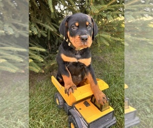 Rottweiler Puppy for sale in MIDDLEBURY, IN, USA