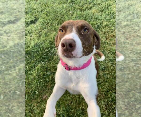 Medium Photo #5 Pointer-Unknown Mix Puppy For Sale in Woodbury, NY, USA