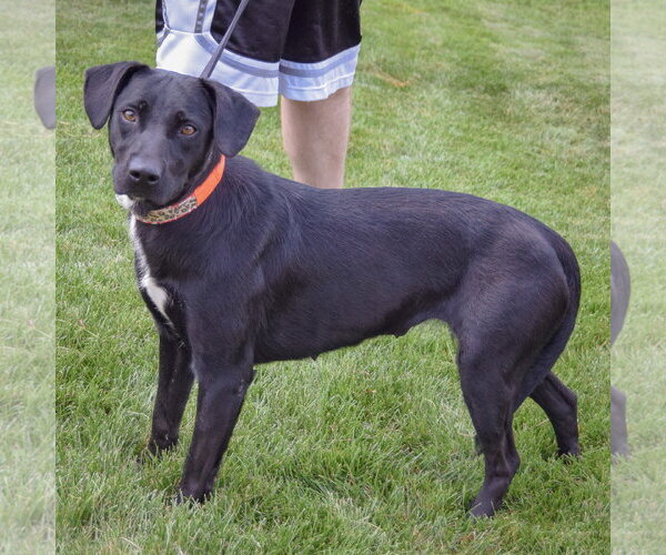 Medium Photo #2 Mutt Puppy For Sale in Huntley, IL, USA