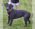 Small #1 Mutt