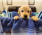 Puppy Male B1 Golden Retriever
