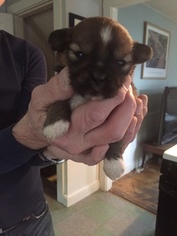 Lhasa Apso Puppy for sale in QUINCY, MA, USA