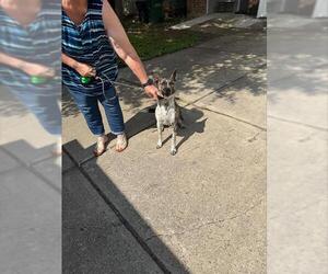 Mutt Dogs for adoption in San Antonio, TX, USA