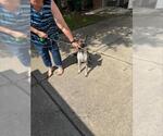 Small Mutt