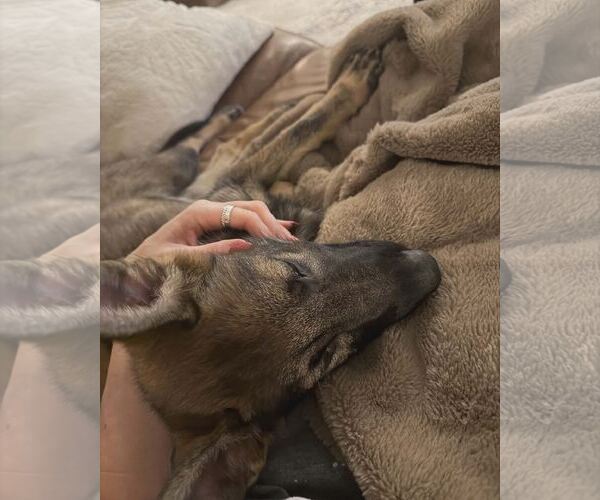 Medium Photo #4 German Shepherd Dog Puppy For Sale in Gretna, NE, USA