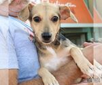 Small #1 Chihuahua Mix