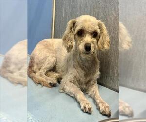 Maltese Dogs for adoption in San Bernardino, CA, USA
