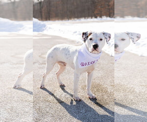 Medium Photo #7 Mutt Puppy For Sale in Crete, IL, USA