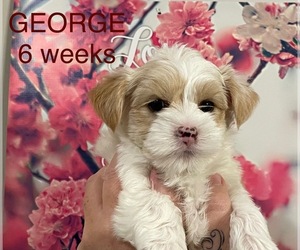 Yorkshire Terrier Puppy for sale in RUSTBURG, VA, USA