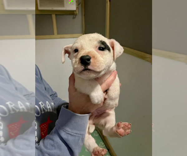 Medium Photo #2 American Staffordshire Terrier-Staffordshire Bull Terrier Mix Puppy For Sale in Brewster, NY, USA