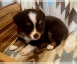 Small #1 Miniature Australian Shepherd