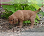 Small #3 Golden Retriever