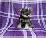 Small #5 Schnauzer (Miniature)