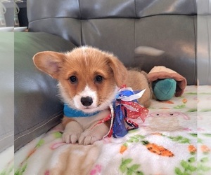 Medium Pembroke Welsh Corgi