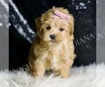 Small #2 Maltipoo