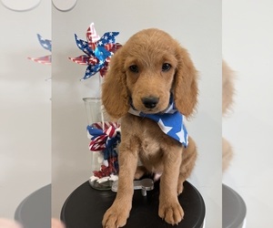 Goldendoodle (Miniature) Puppy for sale in LOUISVILLE, KY, USA