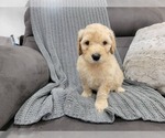 Puppy 3 Goldendoodle