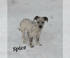 Mutt Dogs for adoption in Garden City, NY, USA