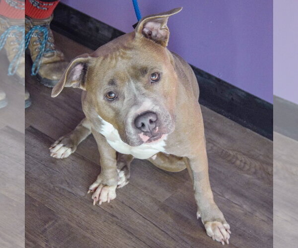 Medium Photo #3 American Bulldog-American Staffordshire Terrier Mix Puppy For Sale in Huntley, IL, USA